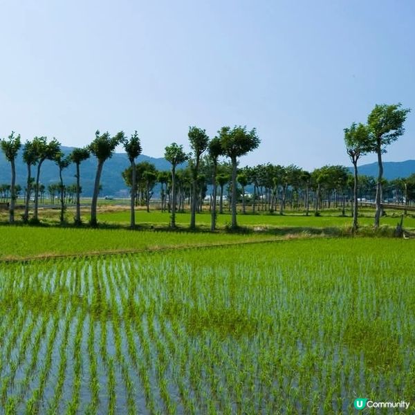 🌾 稻田綠油油，夏天就到啦！