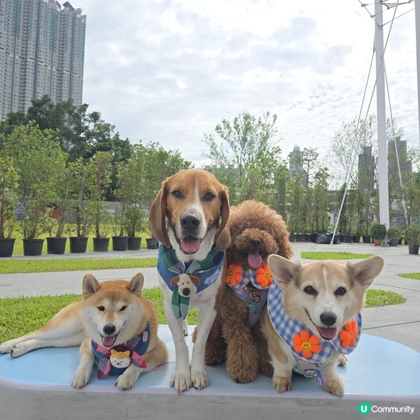 🐶🐾 啟德海濱新玩法！