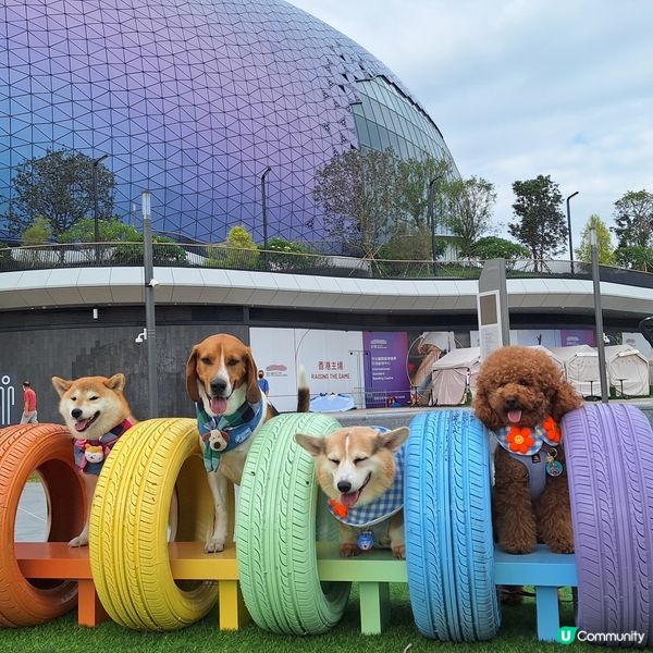🐶🐾 啟德海濱新玩法！
