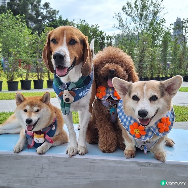 🐶🐾 啟德海濱新玩法！