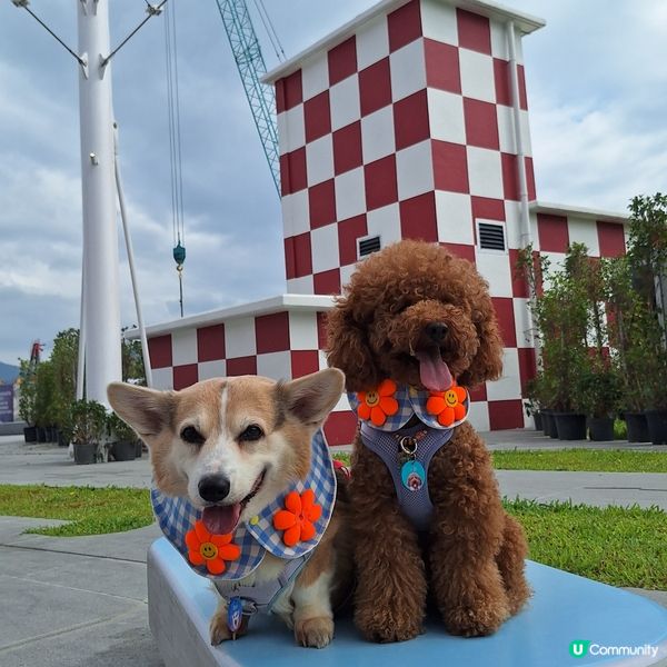 🐶🐾 啟德海濱新玩法！