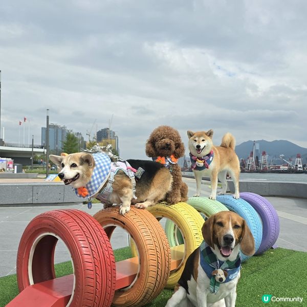 🐶🐾 啟德海濱新玩法！