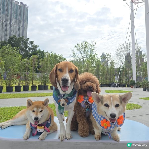 🐶🐾 啟德海濱新玩法！