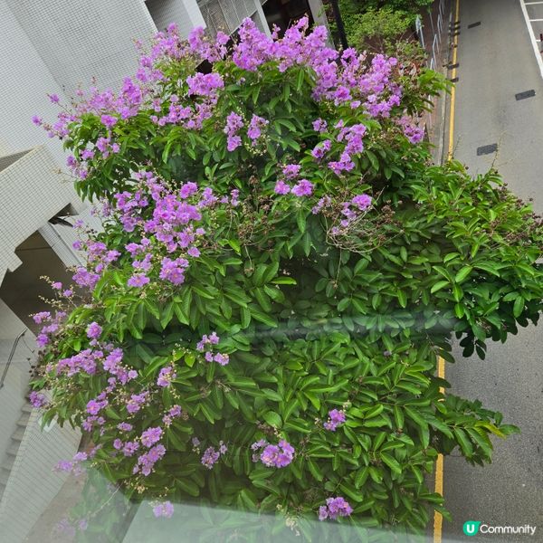 #UCreator #打卡美食 #好去處 #全新景點 #ch...