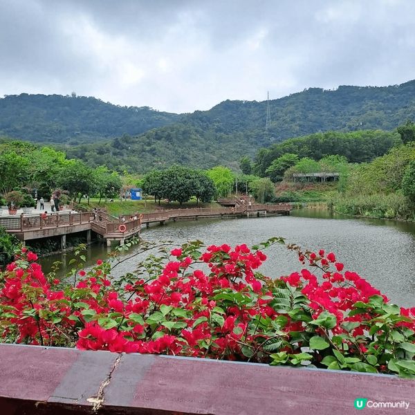 深圳勒杜鵑谷公園，佔地8800畝，有山有湖，綠色景觀，天氣好...