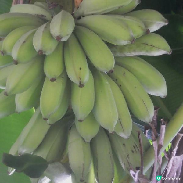 反轉南丫島(榕樹灣+索罟灣)