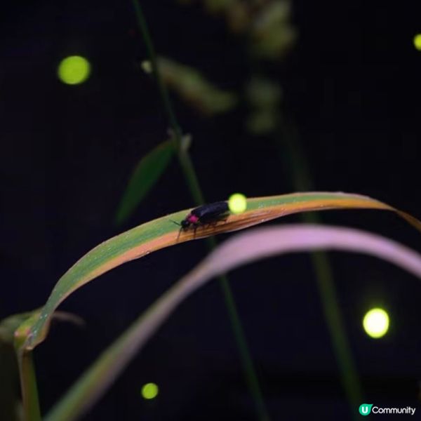 100%必見螢火蟲🤩勿失良機💫