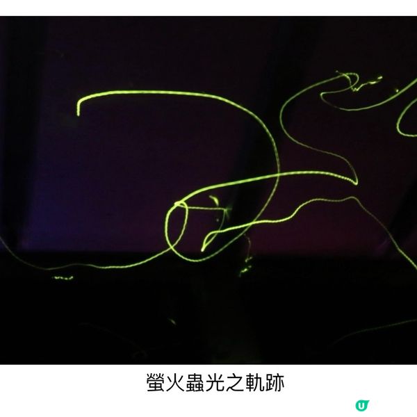 100%必見螢火蟲🤩勿失良機💫