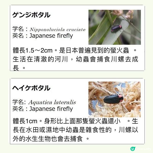 100%必見螢火蟲🤩勿失良機💫