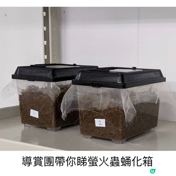 100%必見螢火蟲🤩勿失良機💫