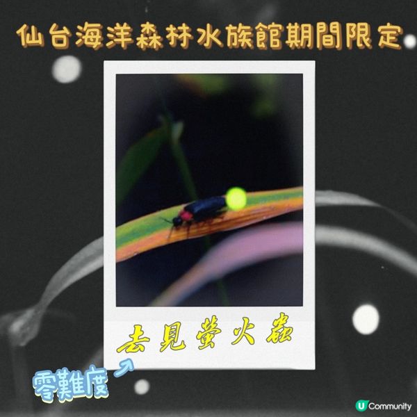 100%必見螢火蟲🤩勿失良機💫