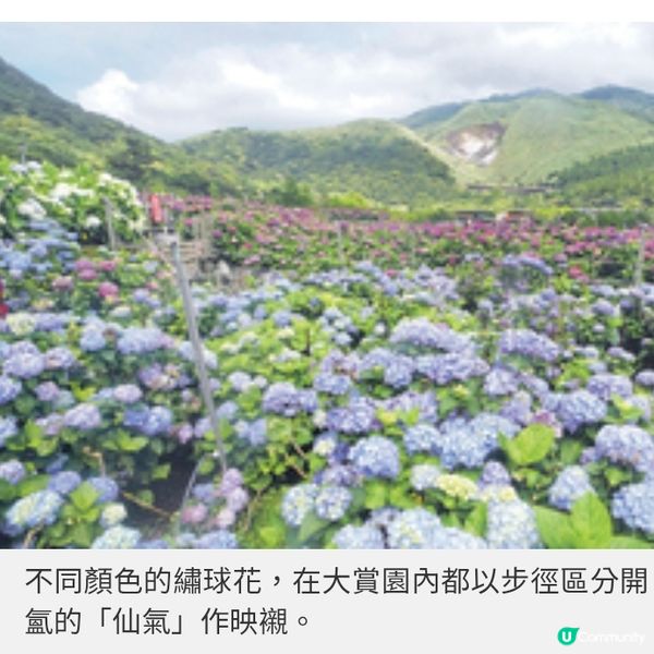 台北陽明山繡球花季 繽紛開鑼