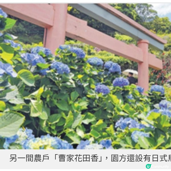 台北陽明山繡球花季 繽紛開鑼