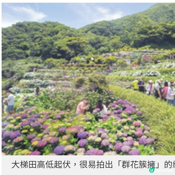 台北陽明山繡球花季 繽紛開鑼