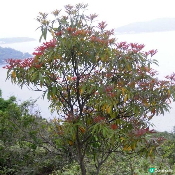 大灘+灣仔+海下灣郊遊日👭
