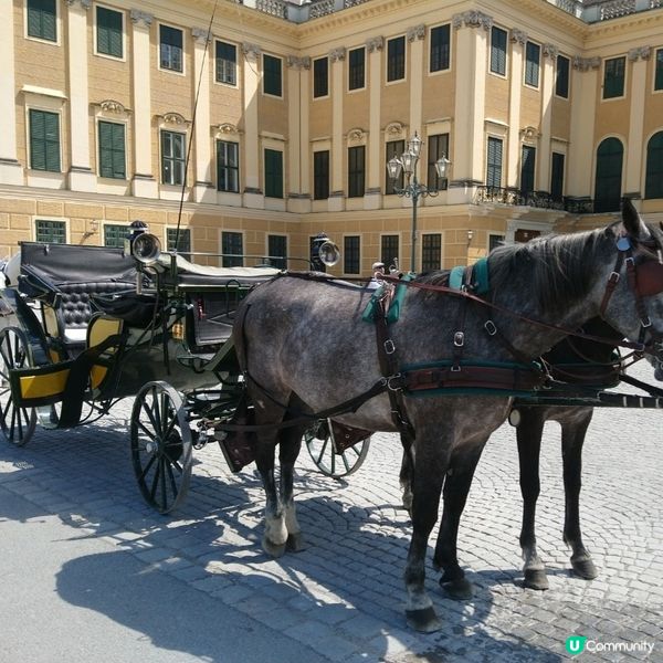 東歐旅遊🥳參觀維也納著名地標熊布朗宮宮殿😍風景勁靚花園勁