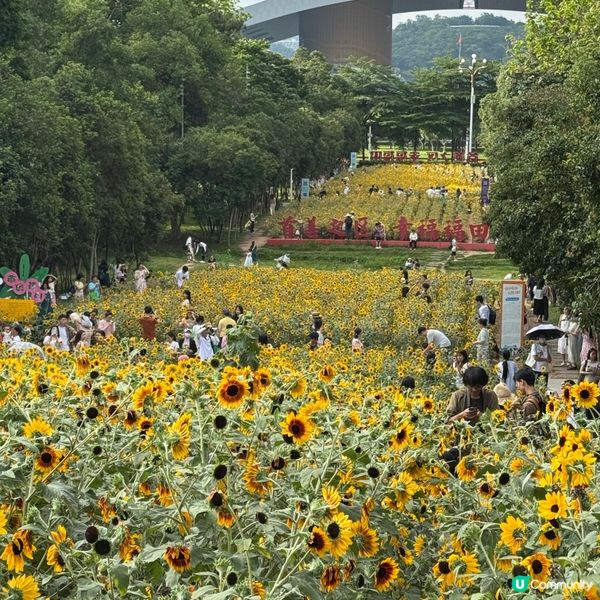 深圳福田免費向日葵花海🌻爆開啦！🤩