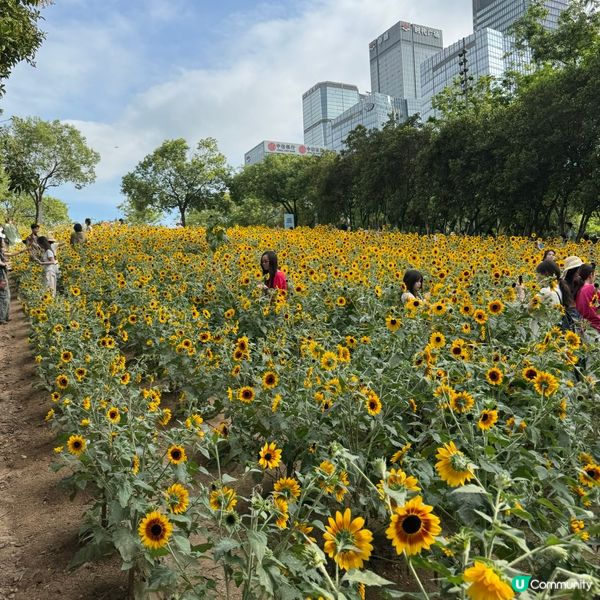 深圳福田免費向日葵花海🌻爆開啦！🤩