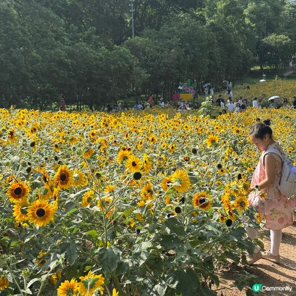 深圳福田免費向日葵花海🌻爆開啦！🤩