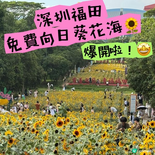 深圳福田免費向日葵花海🌻爆開啦！🤩