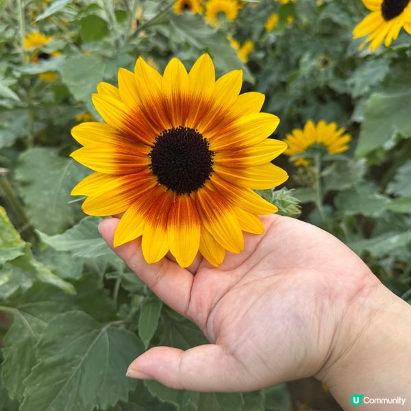 深圳福田免費向日葵花海🌻爆開啦！🤩