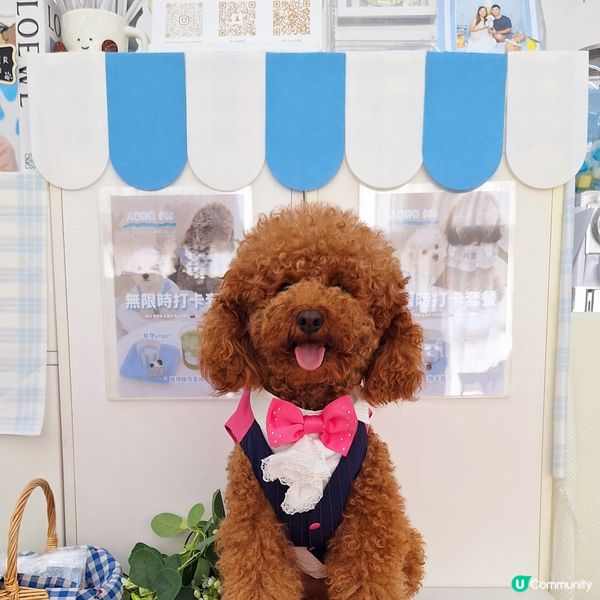 🐶🐱荔枝角寵物樂園開張啦！🎉