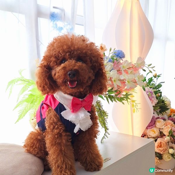 🐶🐱荔枝角寵物樂園開張啦！🎉