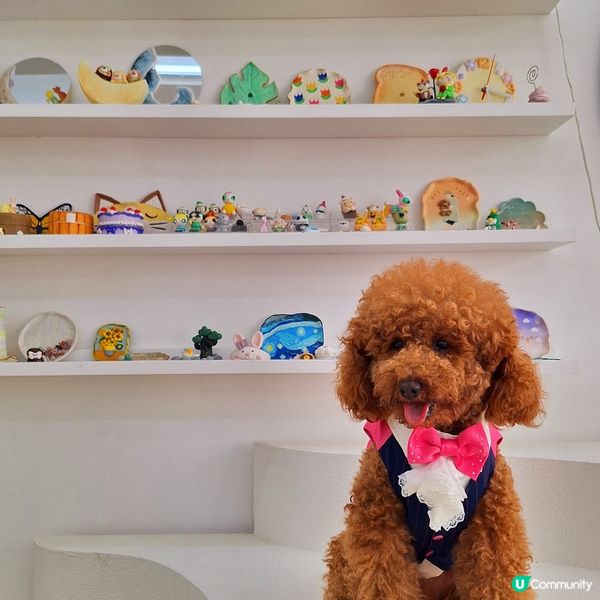 🐶🐱荔枝角寵物樂園開張啦！🎉