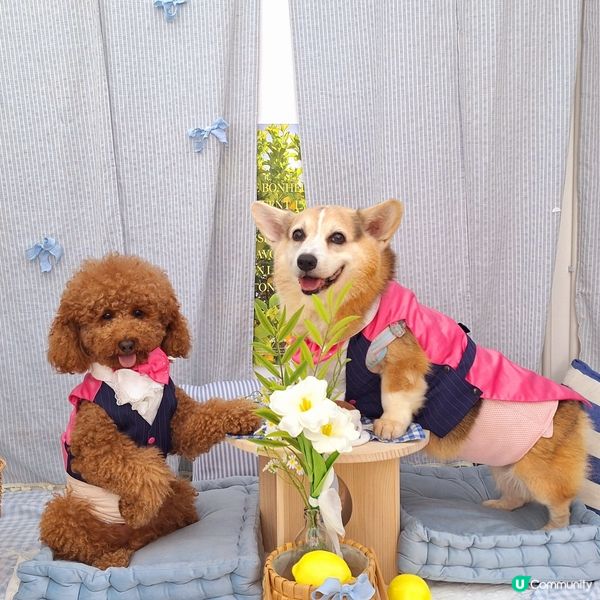 🐶🐱荔枝角寵物樂園開張啦！🎉