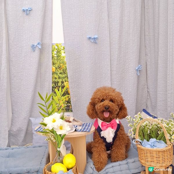 🐶🐱荔枝角寵物樂園開張啦！🎉