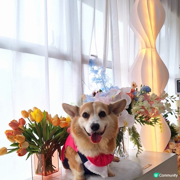 🐶🐱荔枝角寵物樂園開張啦！🎉