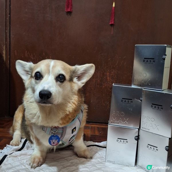 腸道健康💪🏻  香港代理🔥宫入菌