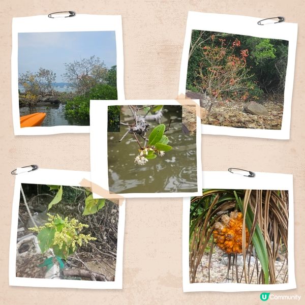 ☀️💦 熱到爆🔥  紅樹林划艇去！ 🚣‍♀️