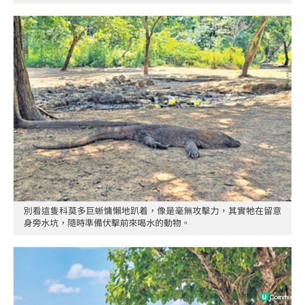 直擊印尼Labuan Bajo海島風光訪粉紅沙灘尋科莫多巨蜥