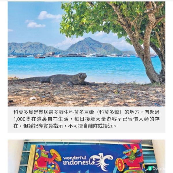 直擊印尼Labuan Bajo海島風光訪粉紅沙灘尋科莫多巨蜥