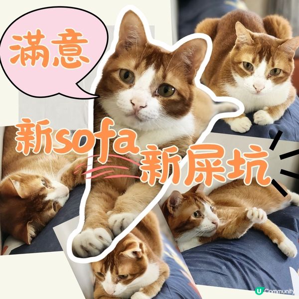 👻主子專用🛋️  買到耐用貓沙發⁉️ 🙀
