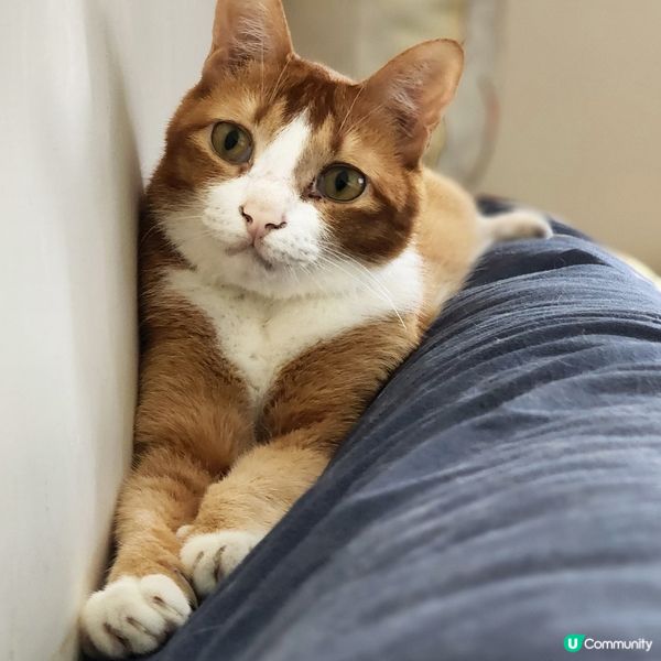 👻主子專用🛋️  買到耐用貓沙發⁉️ 🙀