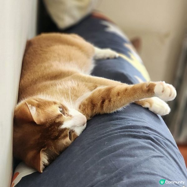 👻主子專用🛋️  買到耐用貓沙發⁉️ 🙀