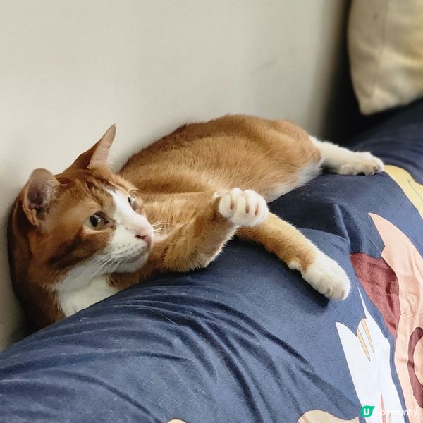 👻主子專用🛋️  買到耐用貓沙發⁉️ 🙀