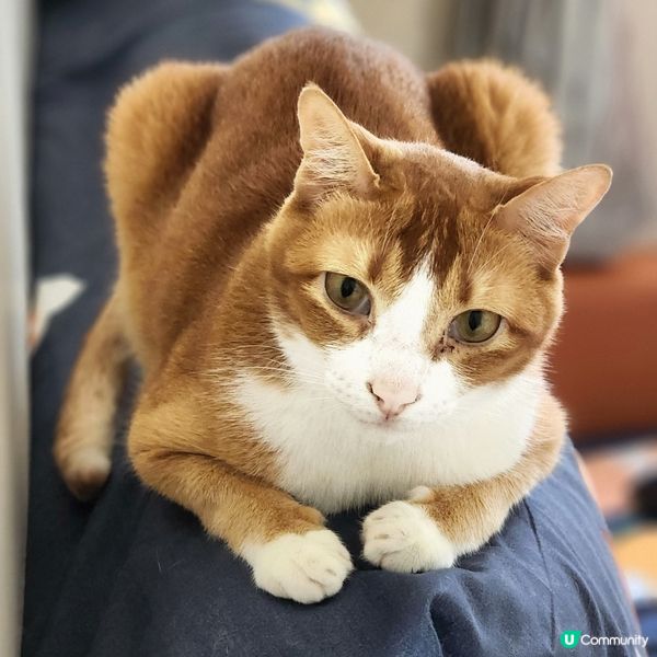 👻主子專用🛋️  買到耐用貓沙發⁉️ 🙀