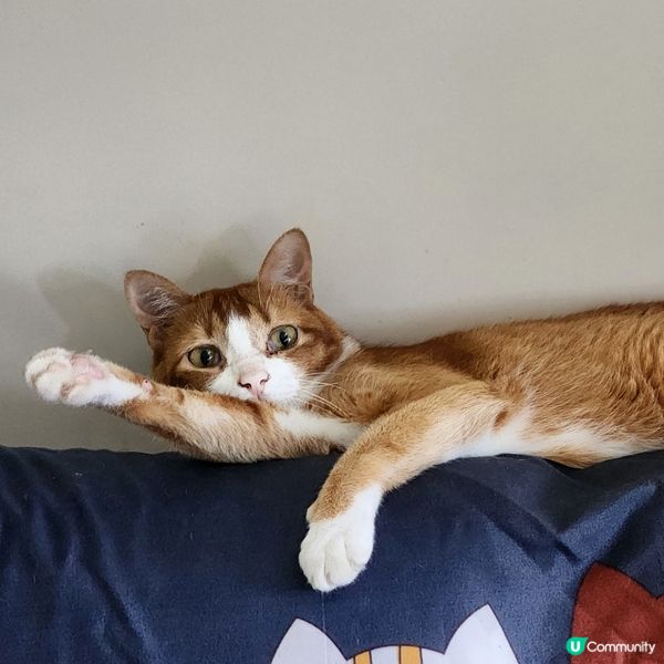 👻主子專用🛋️  買到耐用貓沙發⁉️ 🙀