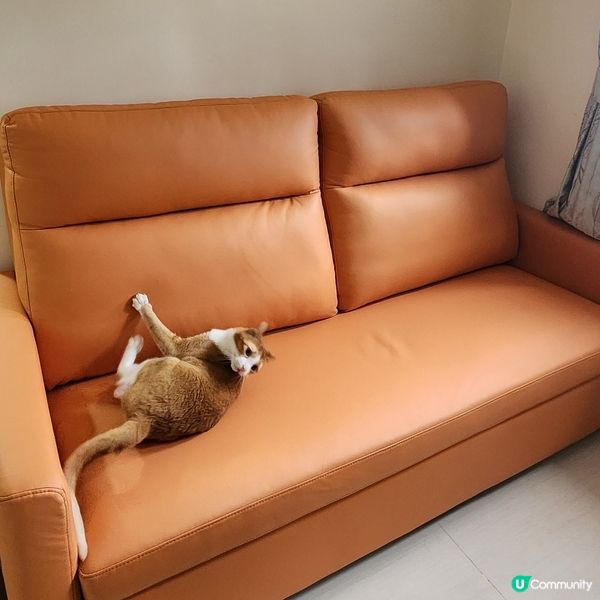 👻主子專用🛋️  買到耐用貓沙發⁉️ 🙀