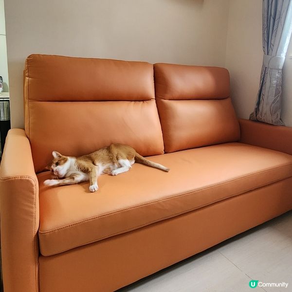 👻主子專用🛋️  買到耐用貓沙發⁉️ 🙀