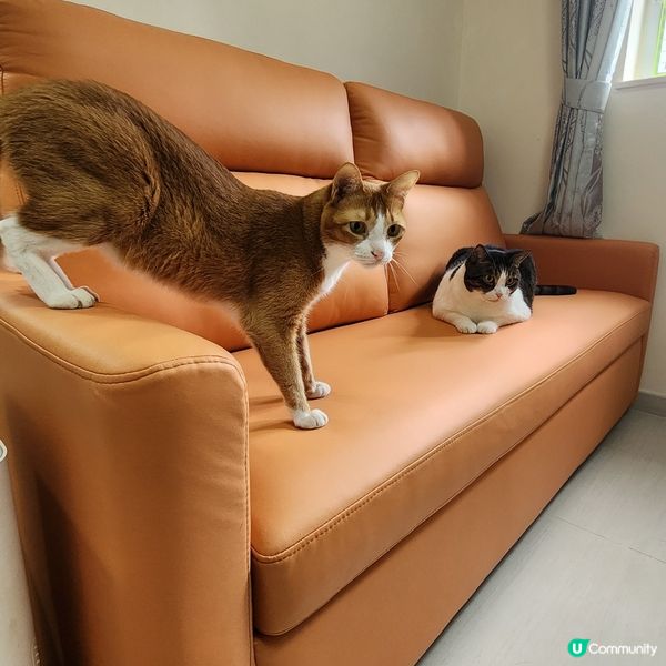 👻主子專用🛋️  買到耐用貓沙發⁉️ 🙀