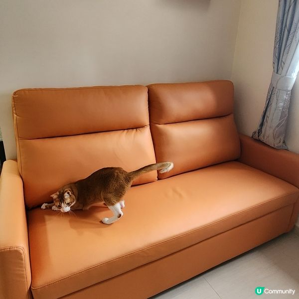 👻主子專用🛋️  買到耐用貓沙發⁉️ 🙀