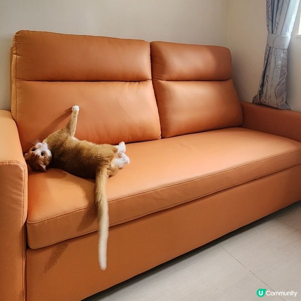 👻主子專用🛋️  買到耐用貓沙發⁉️ 🙀