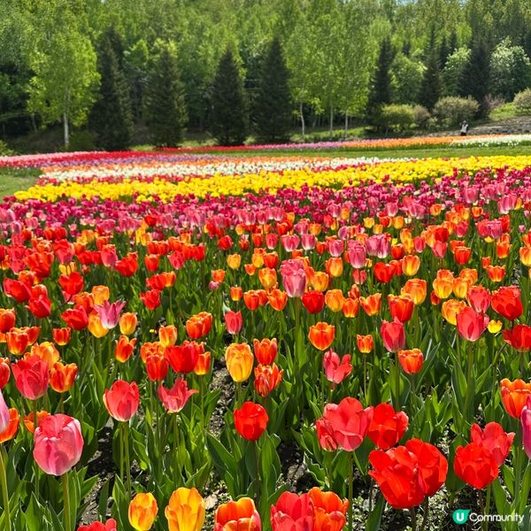 5月尾前往北海道唯一國營公園 國營瀧野鈴蘭丘陵公園,由札幌市...