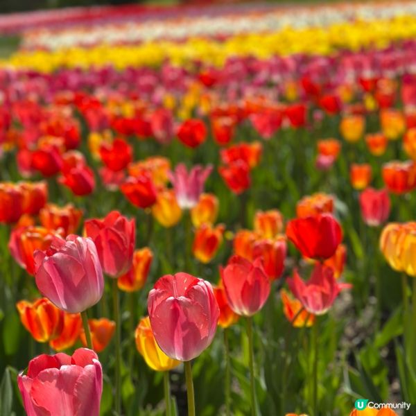 5月尾前往北海道唯一國營公園 國營瀧野鈴蘭丘陵公園,由札幌市...