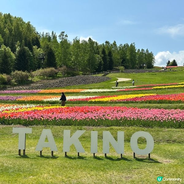 5月尾前往北海道唯一國營公園 國營瀧野鈴蘭丘陵公園,由札幌市...