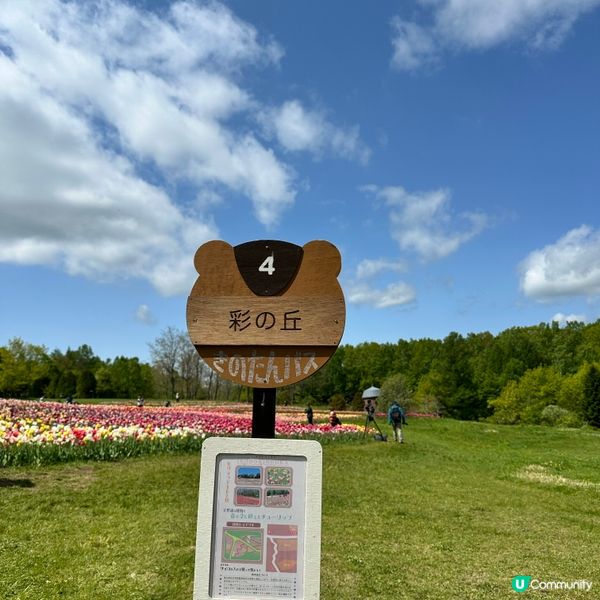 5月尾前往北海道唯一國營公園 國營瀧野鈴蘭丘陵公園,由札幌市...